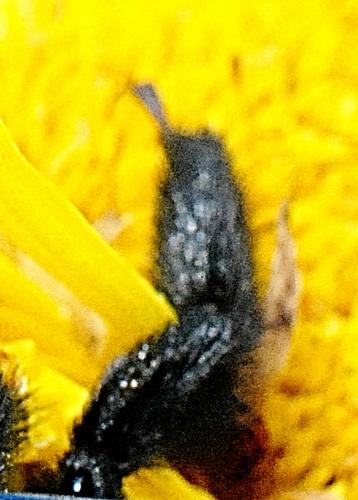 Xylocopa sp.